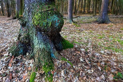 Boulovitost na smrku...