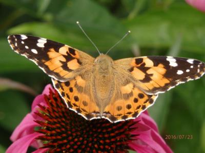 Babočka bodláková