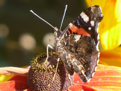 Babočka admirál...