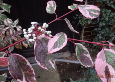 Barevná krása svídy