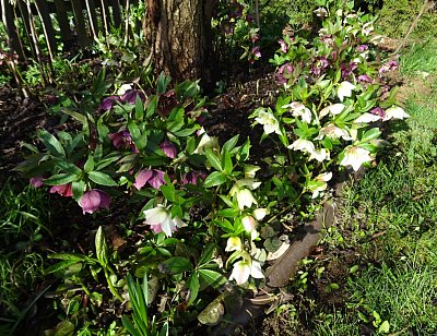 Barevnost Čemeřice...