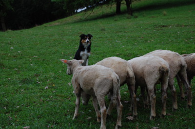 Basty pasák ovcí