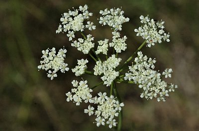 Bedrník, který se dříve přidával do piva, pomáhá na žaludeční i střevní potíže