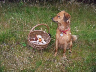 Pár hub nám v košíčku schází. Hlídám , babča šmejdí v mlází.