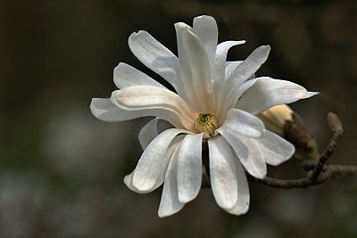 Bílá kráska z Valašska