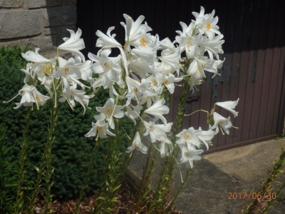 Bílé lilie..