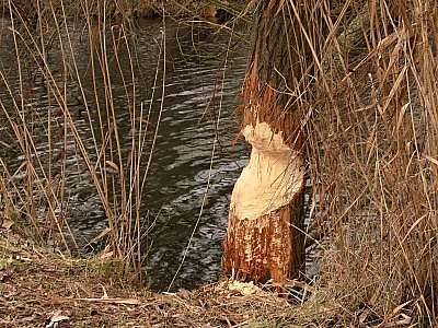 Až se prospím, tak ho dorazím *