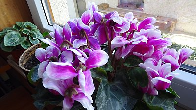 Brambořík za iknem...