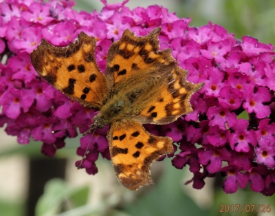 Budleia - motýlý keř stále láká...
