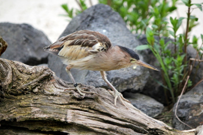 Poklady naší přírody - bukáček malý