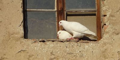 Byl první máj, byl lásky čas ...