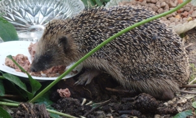 Bylo to sice pro kočku,ale mě to chutná..