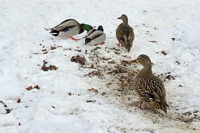 .... a ta kačka bláto tlačká