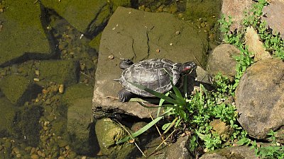 Želva želva želva se má