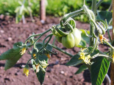 Stupické polní ranné