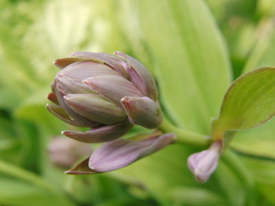 Nenápadný květ bohyšky