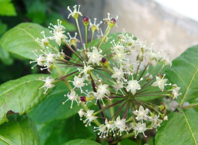 Hádanka: copak mi to kvete na zahradě?