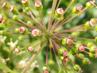 Eleuterokok ostnitý