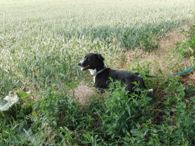 Kopřivy ti nevadily a přes obilí nejdeš?