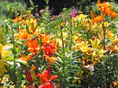 Kradu krásu za plotem.