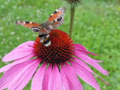 Restaurace "U Třapatky"