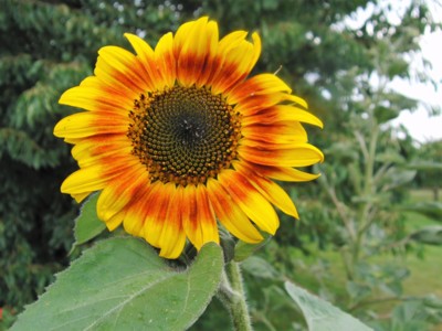 Sluníčko pro dnešní den.