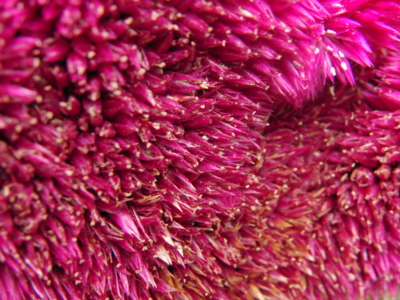 Otázka na neděli: Co to je?