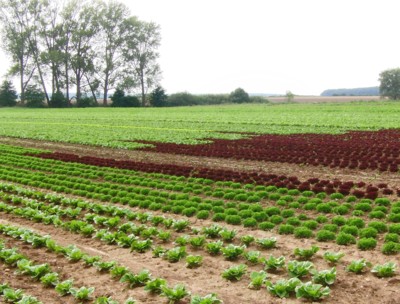 Římák, lollo biondo, lollo rosso, zelený a červený dubáček a moře leďáku.*