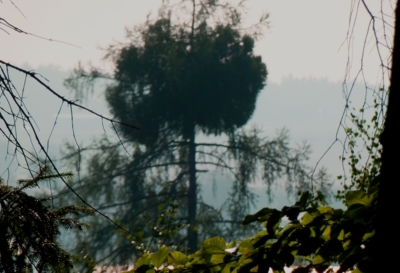 Čarověník na modřínu..