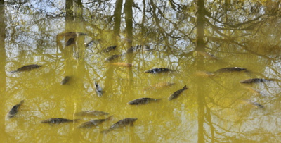 Čekání na rybáře