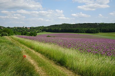 Krajinou s máky ...