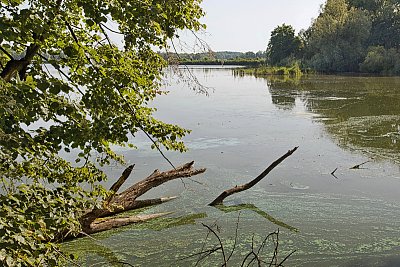 Chovný