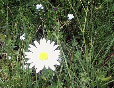 Chrysanthemum alpinum L. Kopretina alpská