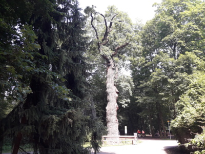 Jsem dub v Čimicích a je mi asi 300 let