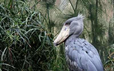 Mě na krmítku nenajdete...