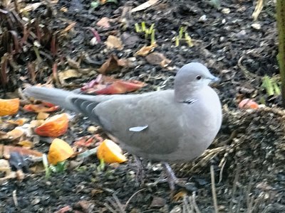 Co je tu k jídlu...