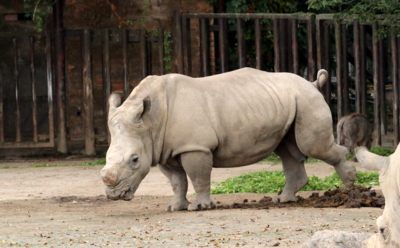 Co koukáte, trošku jsem to včera u oběda přehnal…