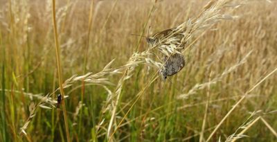 Co se děje v trávě?