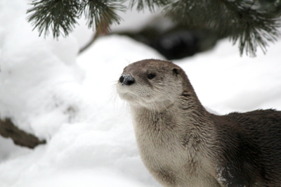 Co to studí na čumáčku II. . .