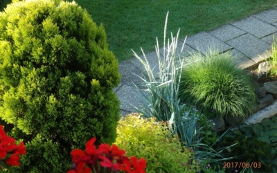 Cypřišek a okrasnétrávy