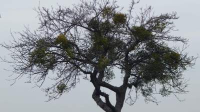 Strom napadený jmelím