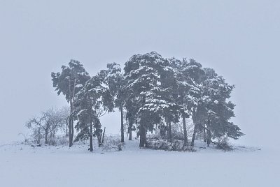 Borovice v mlze.