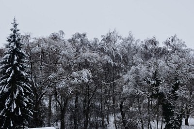 Stromy jako v mrazáku.
