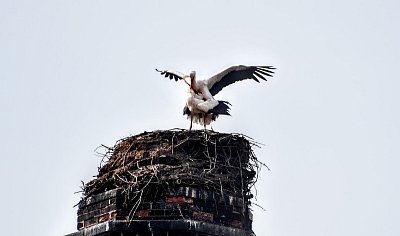 Včera přiletěla Andělovi družka a...