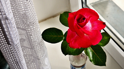 Růžička od přátel