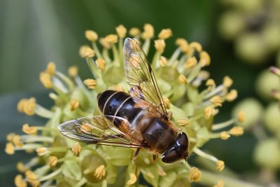 Eristalis pertinax, *