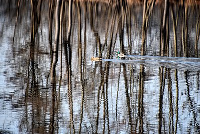 Kachny a zrcadlo na hladině