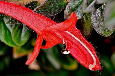 "Adéla" - znáte ji někdo?