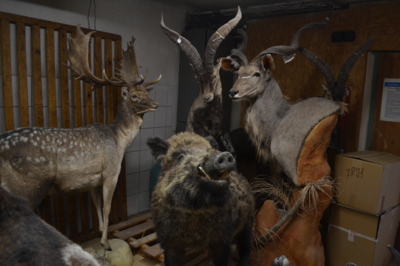 Preparátora nic nepřekvapí, rukama mu prošla už většina vzácných zvířat