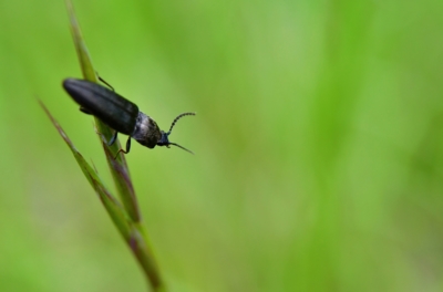 Co se děje v trávě?